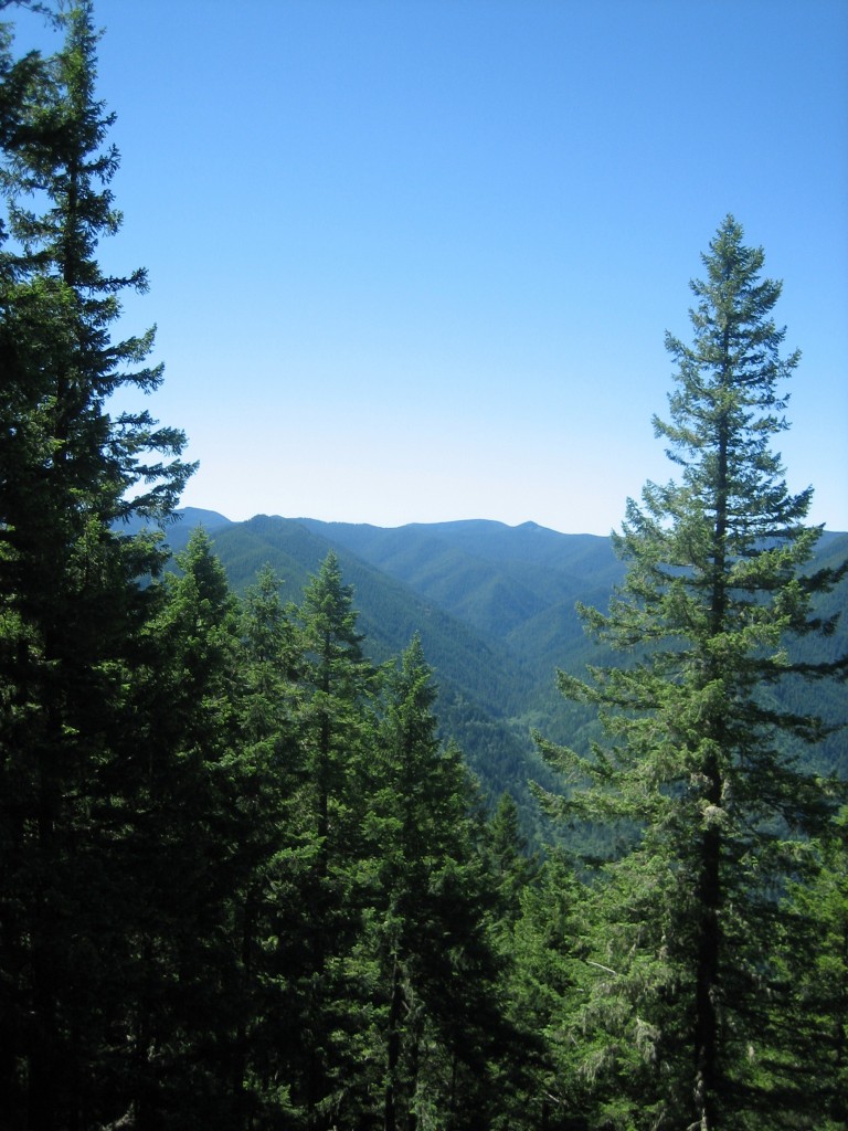 IMG_3569 Oregonian forest