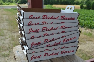 justpickedberries2