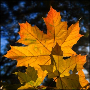 fall light