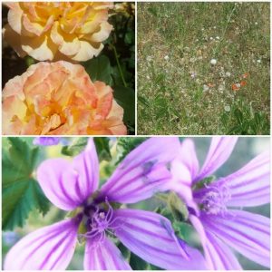 Priorat flowers