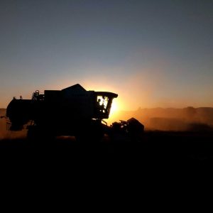 La Noguera harvest