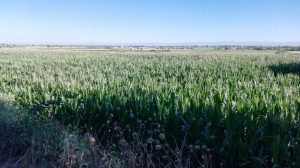 La Noguera landscape